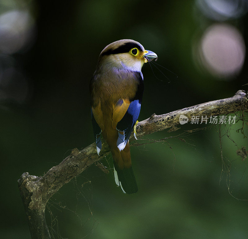 Silver-breasted Broadbill